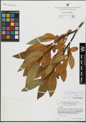 Foto von Salix hegetschweileri Heer x Salix laggeri Wimm.